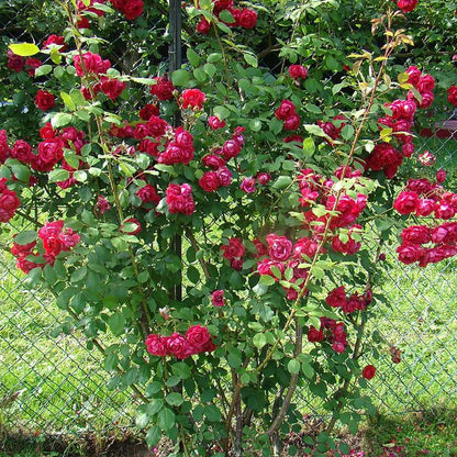 Rosa 'Paul's Scarlet' | Climbing Rose – Gardeners Dream