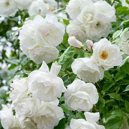 Rosa 'Snow Princess' | Climbing Rose – Gardeners Dream