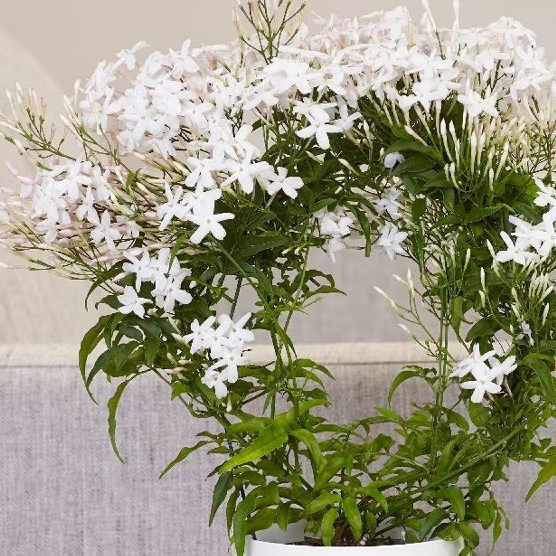 jasmine indoor plant uk Jasminum polyanthum