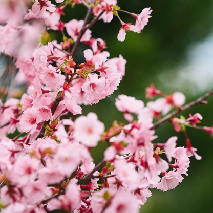 Prunus 'First Blush' | Flowering Cherry Blossom Tree – Gardeners Dream