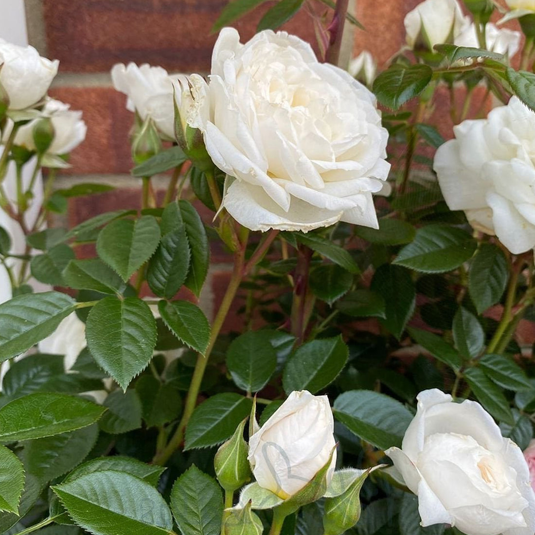 Pave White Roses Rosa 'White Patio' | Patio Rose – Gardeners Dream