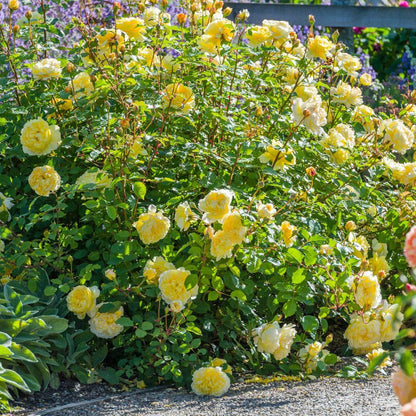 Rosa 'The Poet's Wife' | Shrub Rose – Gardeners Dream