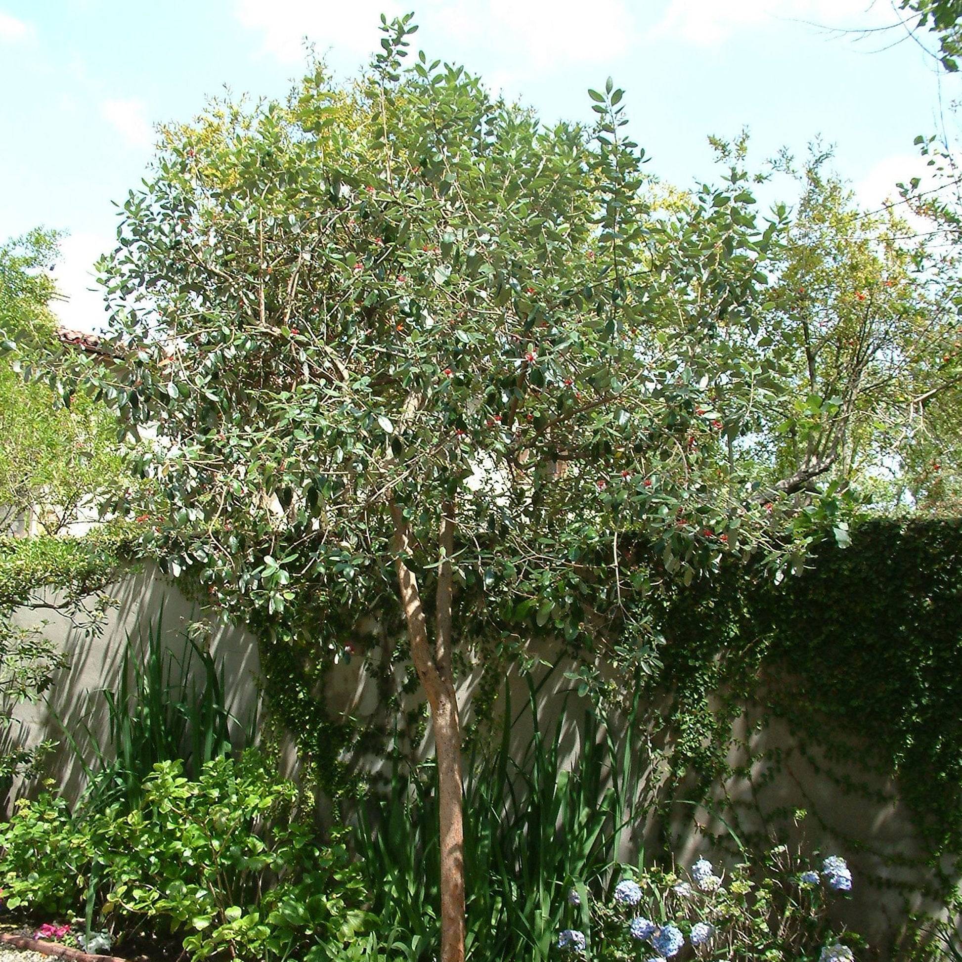 pineapple guava plant uk Feijoa sellowiana