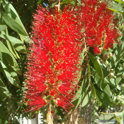 Callistemon 'Inferno' Patio Tree | Bottlebrush Tree – Gardeners Dream