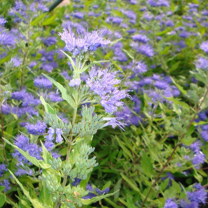 Caryopteris 'Worcester Gold' | Bluebeard – Gardeners Dream