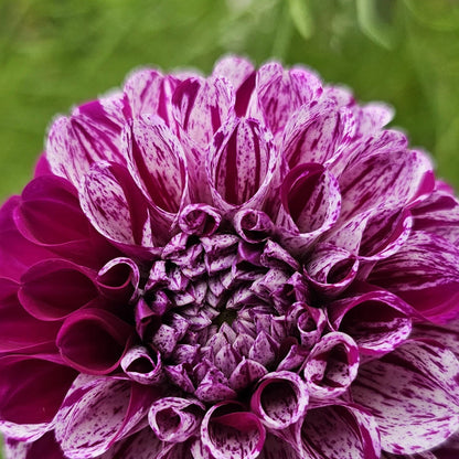 Dahlia Marble Ball Bulbs - Purple Pompom Summer Flowers  Gardeners Dream