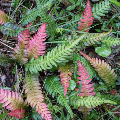 Doodia aspera | Prickly Rasp Fern – Gardeners Dream