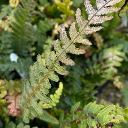 Doodia media | Common Rasp Fern – Gardeners Dream