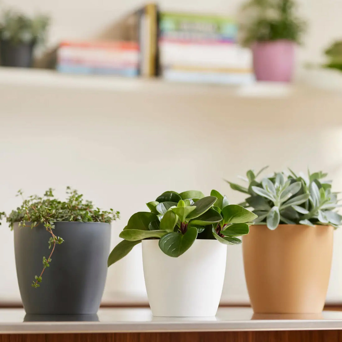 Elho Brussels Round Pot Anthracite | Indoor Plant Pot | Free UK ...