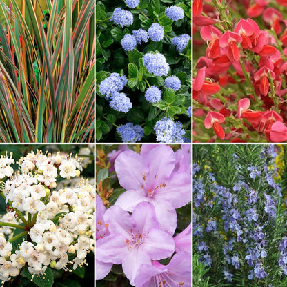 Shrub Mix Module Evergreen Shrub Mix | Mixed Varieties – Gardeners Dream