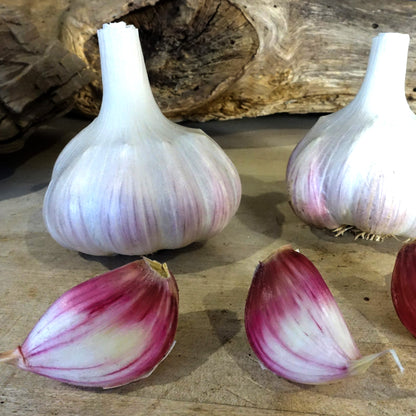 Edenrose French Garlic Bulbs - Grow Your Own Vegetables – Gardeners Dream