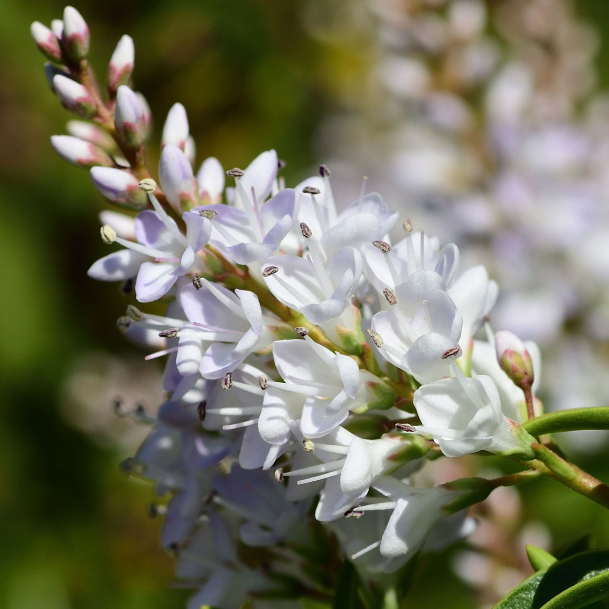 hebe-white-gem-shrubby-veronica-gardeners-dream