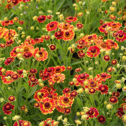Helenium 'Mariachi Fuego' | Sneezeweed – Gardeners Dream