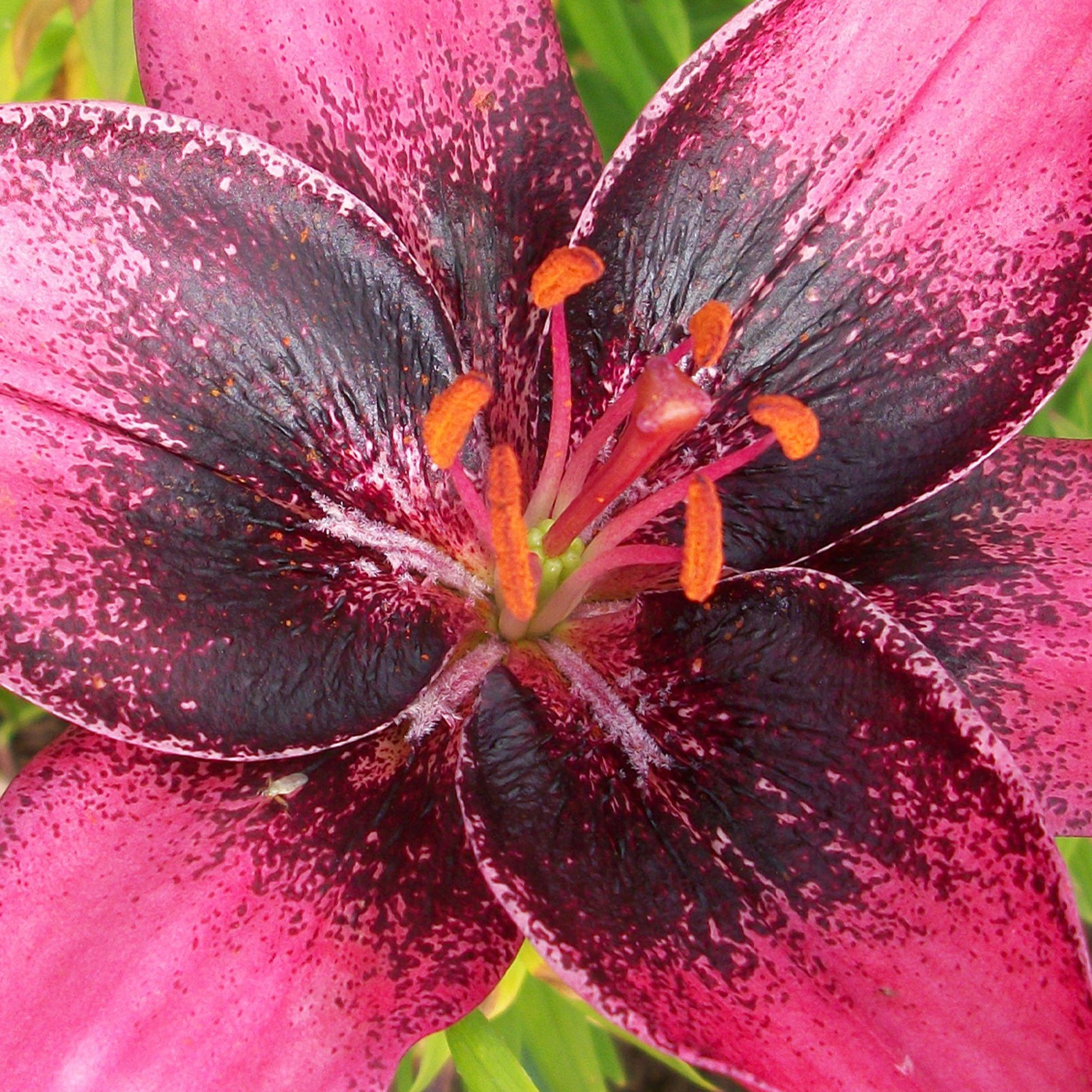 purple dream asiatic lily Lily 'Purple Dream', Lilium