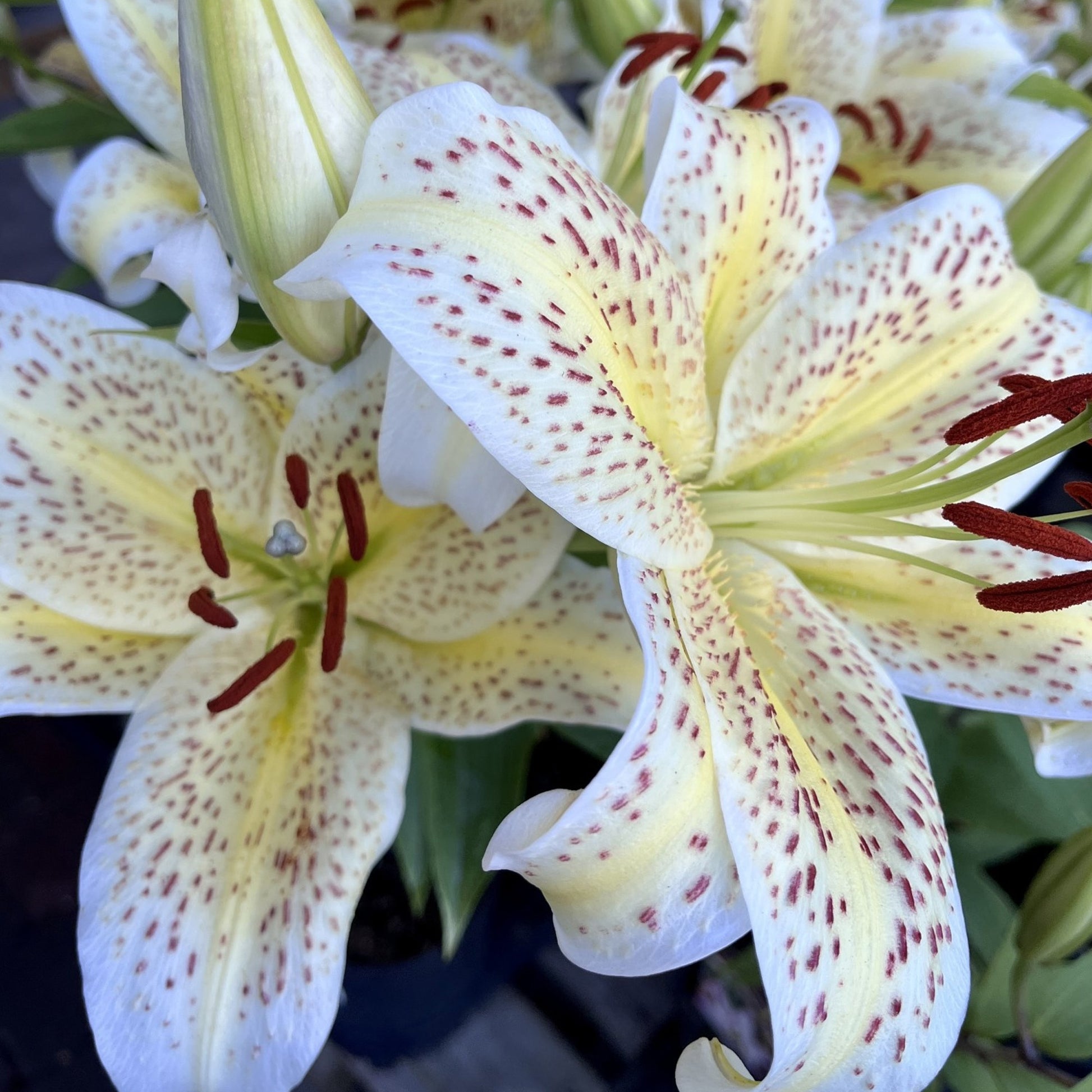 oriental lily tiger moon Lily 'Tigermoon', Lilium