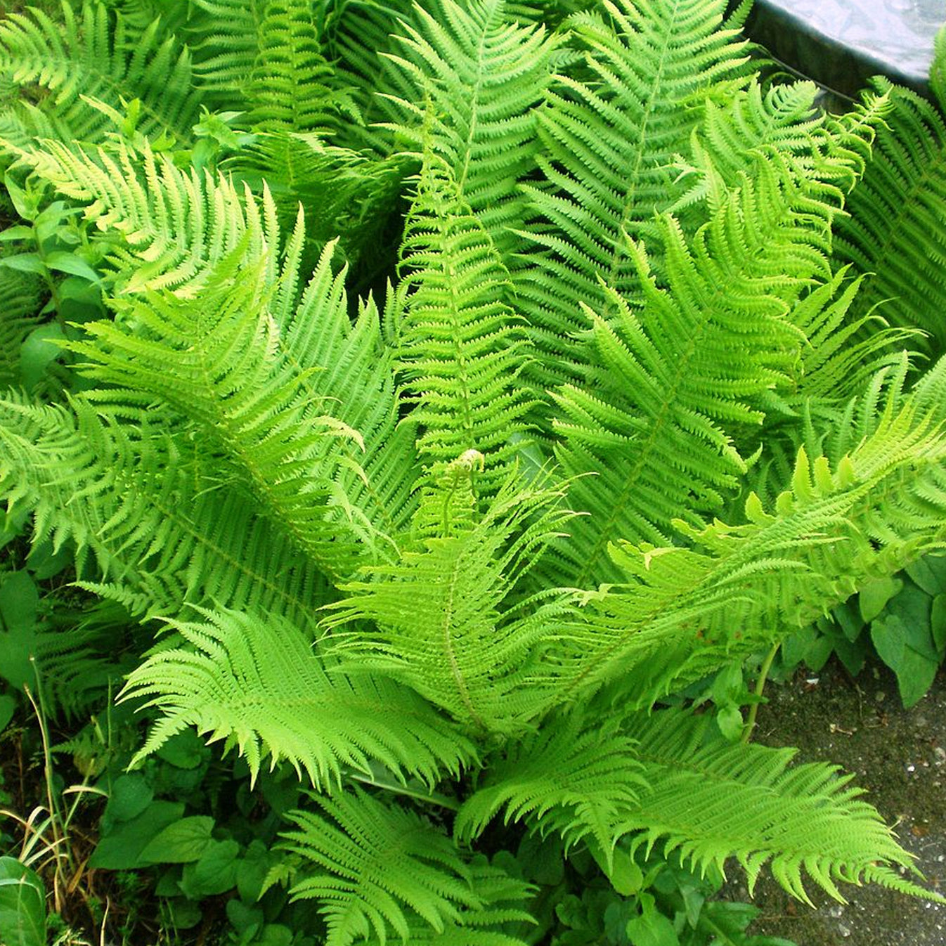 matteuccia-struthiopteris-ostrich-fern-gardeners-dream