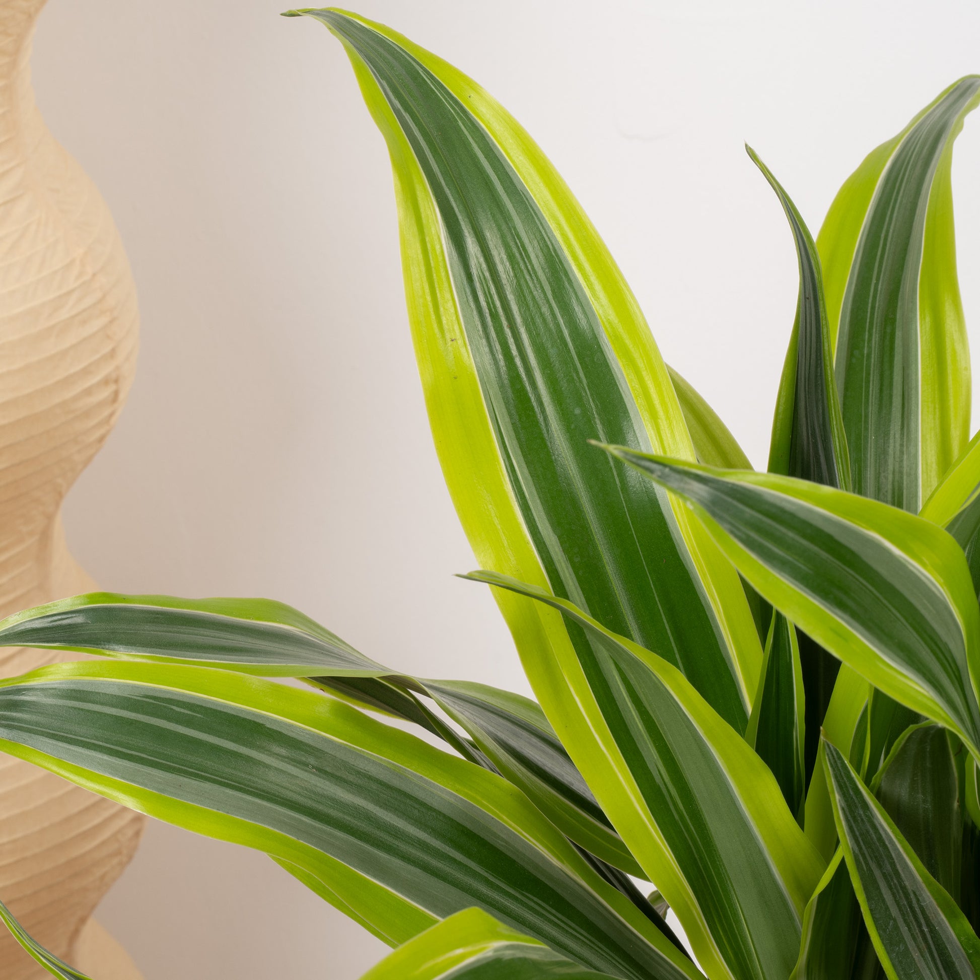dracaena lemon dream Dracaena 'Lemon & Lime'