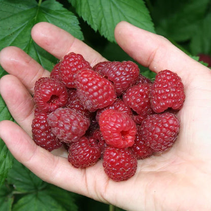 Raspberry 'Glen Mor' | Raspberry – Gardeners Dream