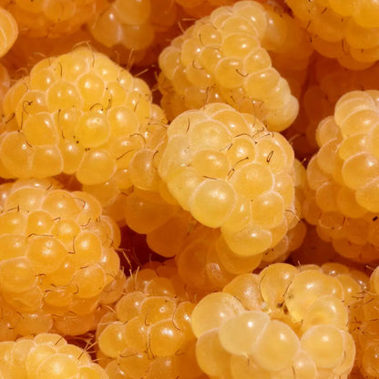 Golden Blush Raspberry Raspberry 'Golden Bliss' | Raspberry – Gardeners Dream