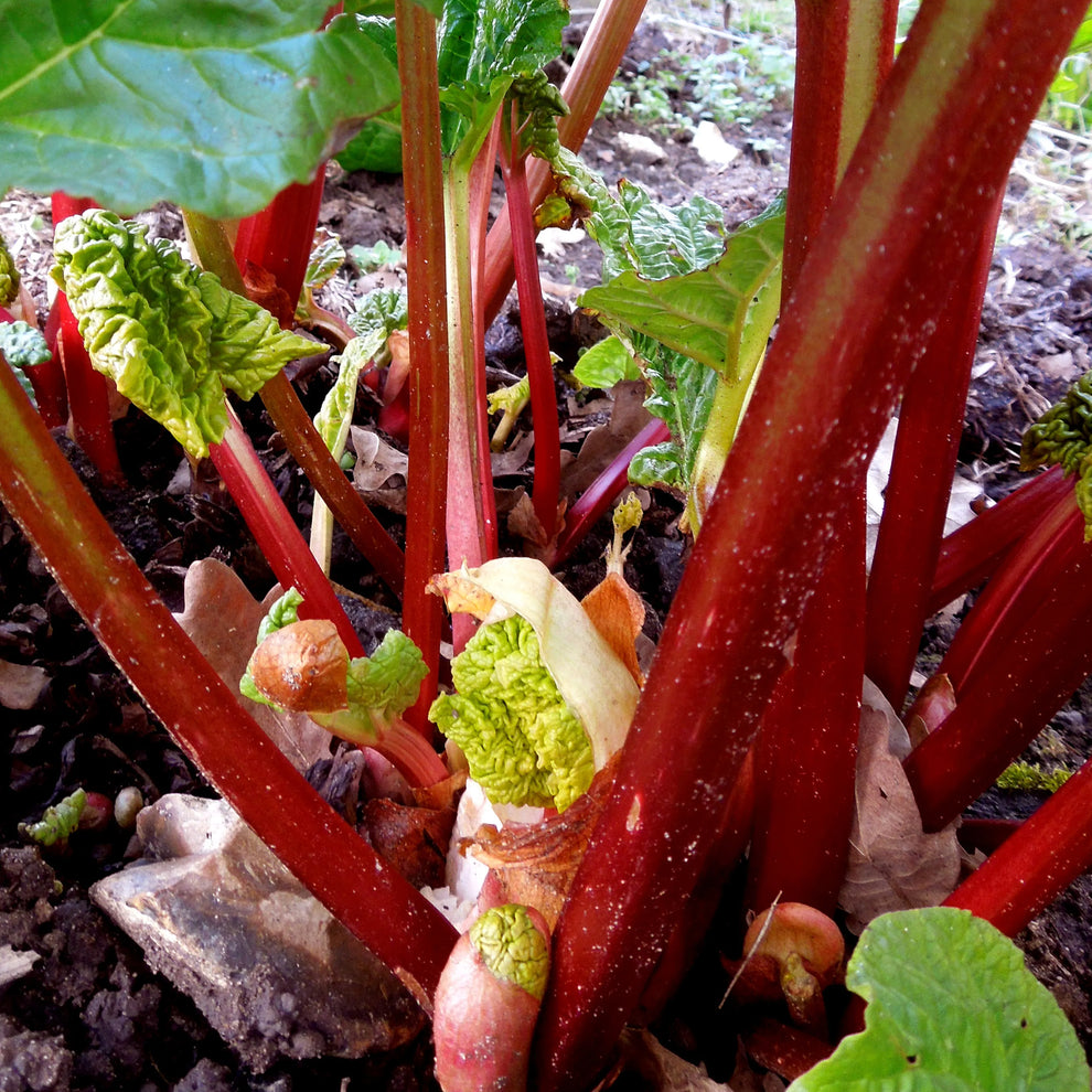 Founders Raspberry Rhubarb Rhubarb 'Raspberry Red' | Rhubarb – Gardeners Dream