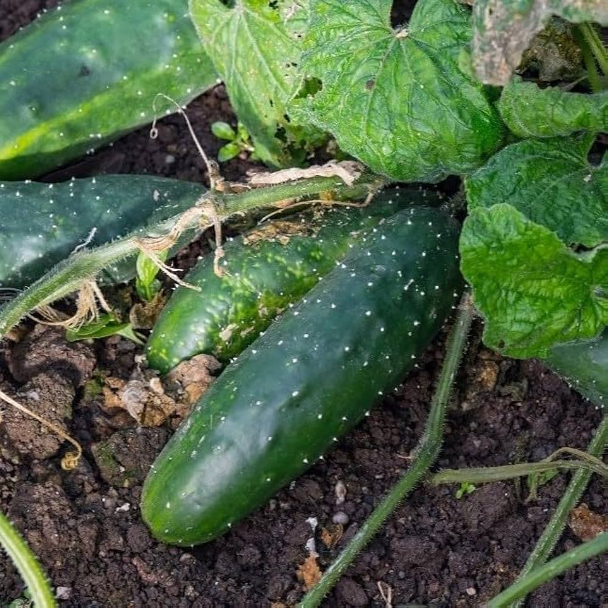 Marketmore Cucumber Seeds | Vine Plants | Free UK Delivery – Gardeners ...