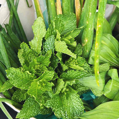 Green Mint Seeds | Grow Your Own Herbs | Free UK Delivery – Gardeners Dream