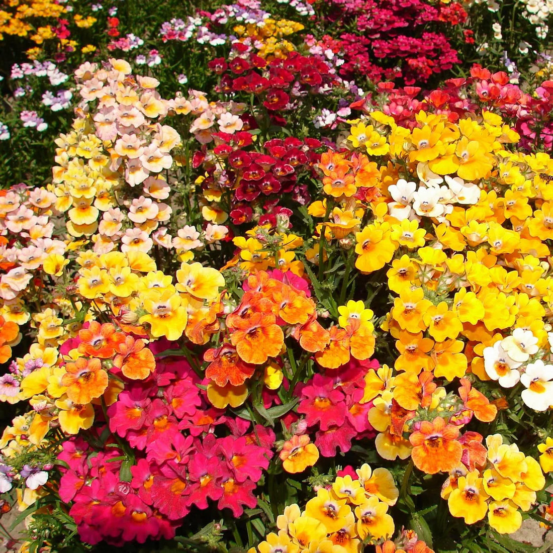 Nemesia Carnival Mixed Flower Seeds | Summer Outdoor Plants – Gardeners ...