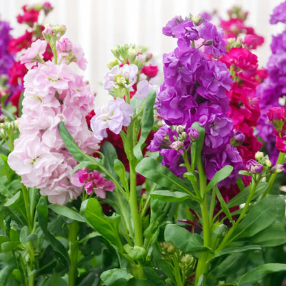 Stock Brompton Mixed | Grow Your Own | Free UK Delivery – Gardeners Dream