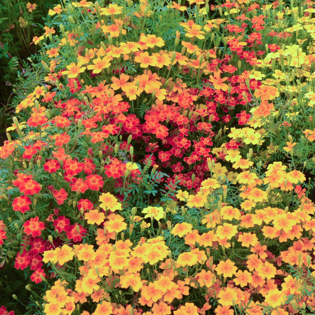 Tagetes Starfire | Grow Your Own | Free UK Delivery – Gardeners Dream