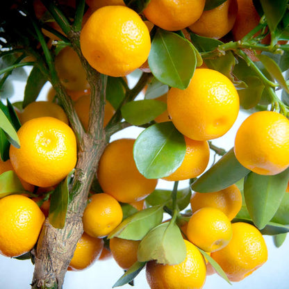 Orange Tree | Orange Tree – Gardeners Dream