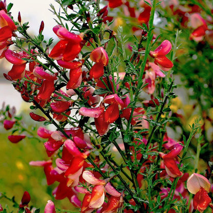 Cytisus Red Cytisus 'Red Favourite' | Broom Plant – Gardeners Dream