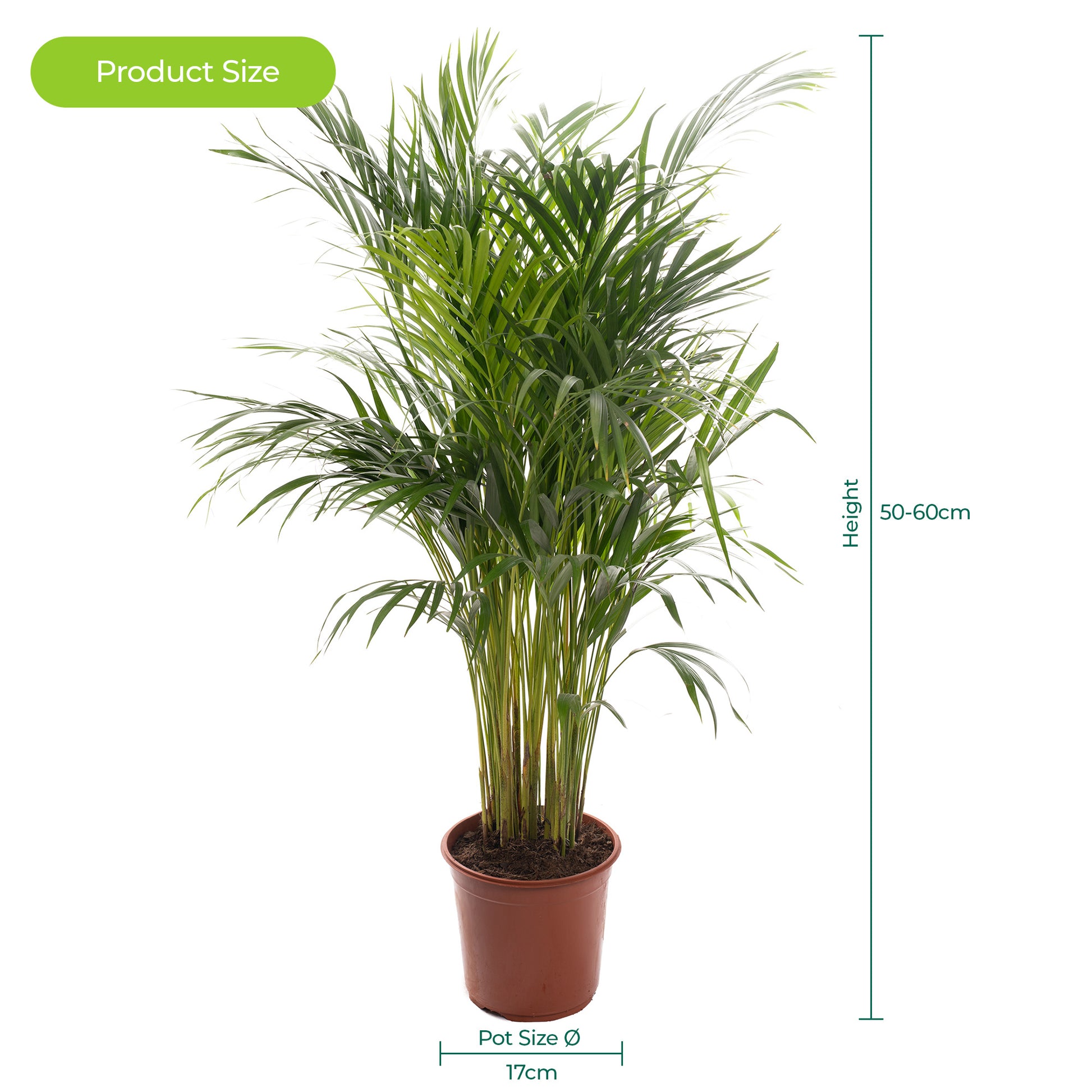 areca palm delivery uk Mother's Day Gift Plant - Areca Palm