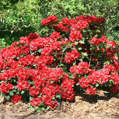 Rhododendron 'Lord Roberts' | Hardy Hybrid – Gardeners Dream