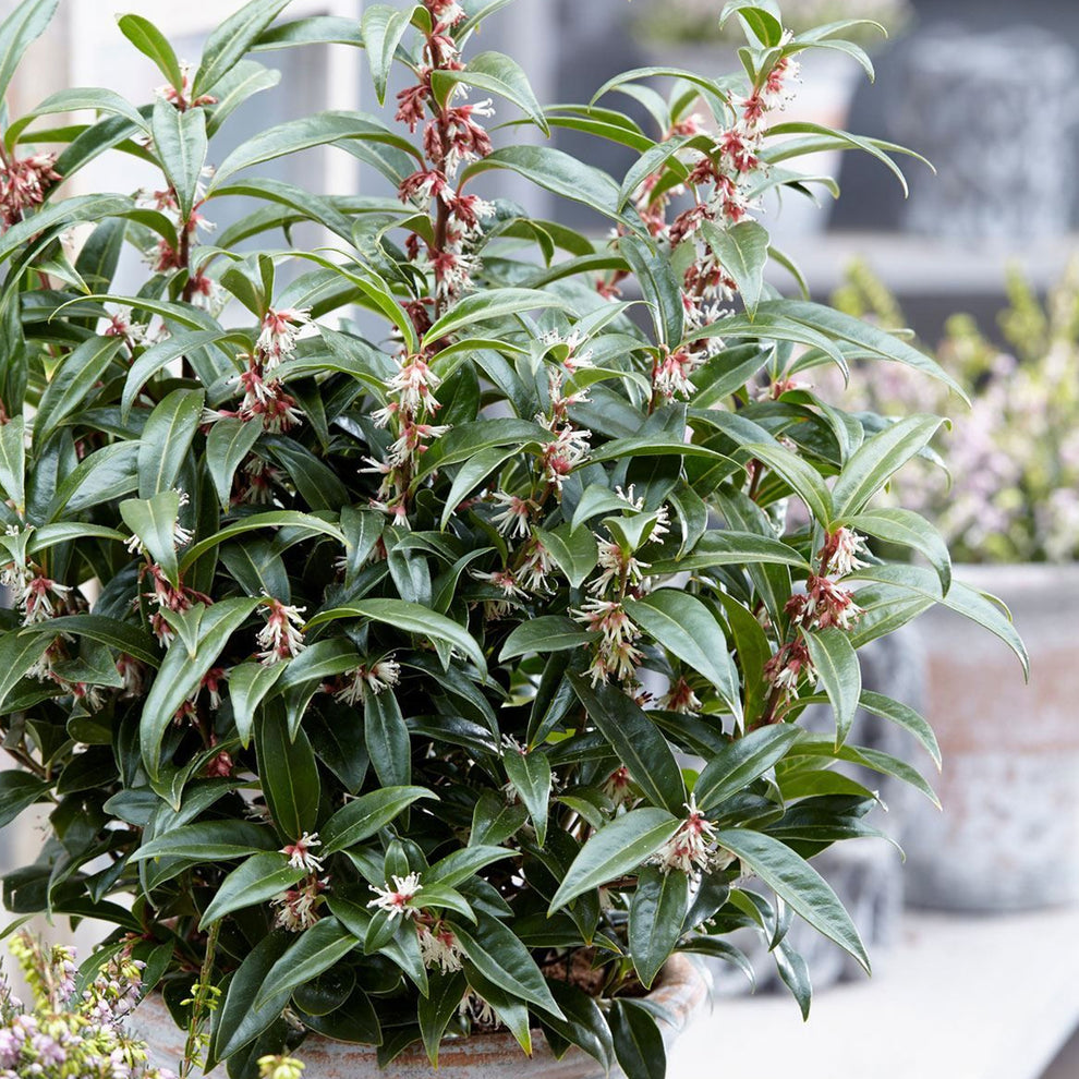 Sarcococca Rhs Sarcococca 'Purple Gem' | Sweet Box – Gardeners Dream
