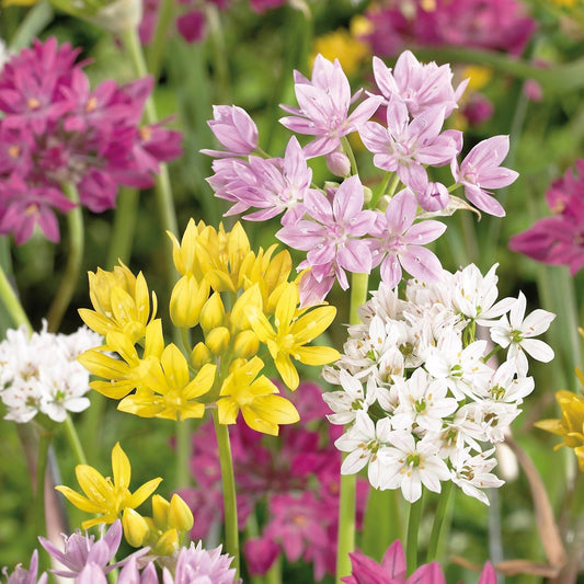 Allium Garden Mix