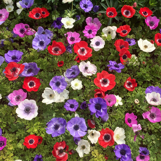 Anemone Coronaria 'De Caen'