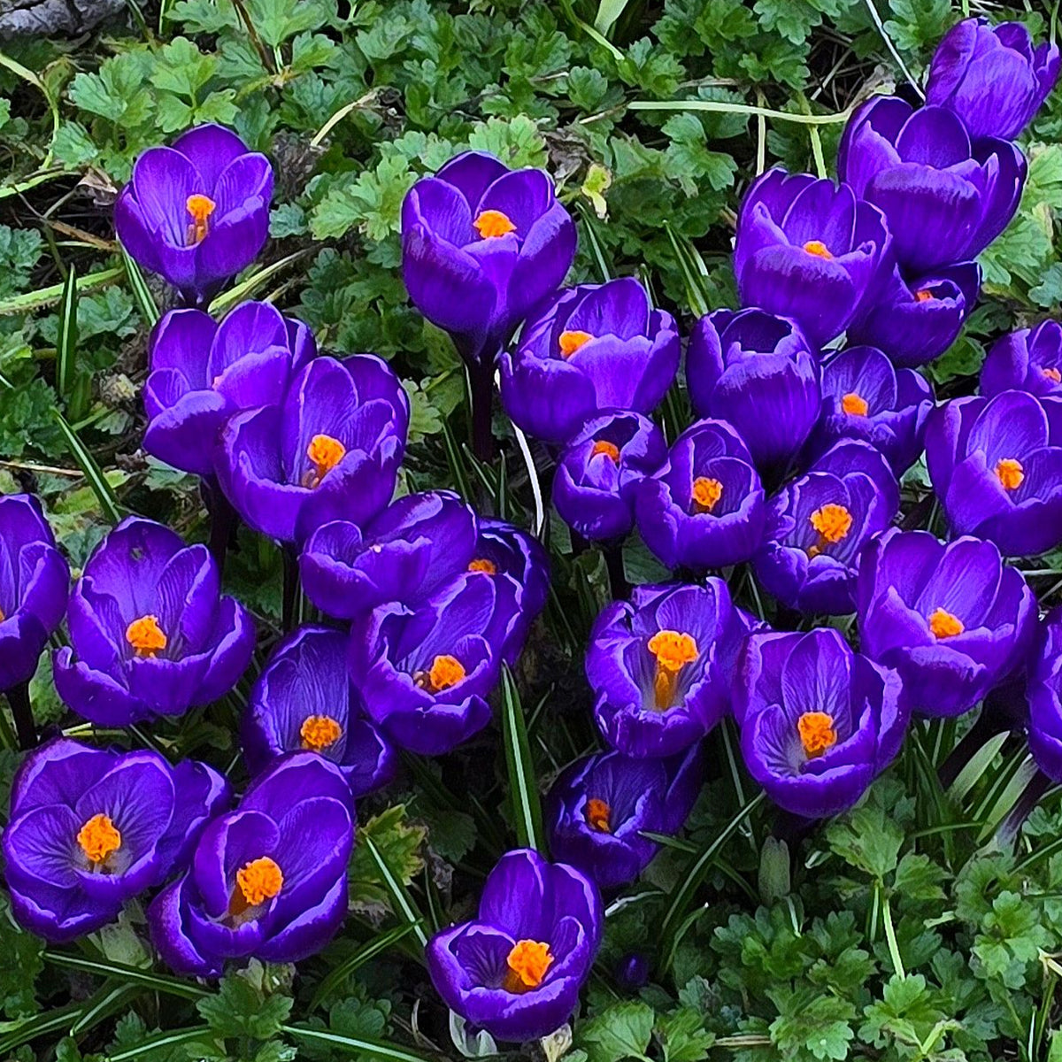 12x Specie Ruby Giant Crocus Bulbs Beautiful Garden Patio Spring Flowering Bulbs Ready for 12x Specie Ruby Giant Crocus Bulbs Beautiful Garden Patio Spring Flowering Bulbs Ready for