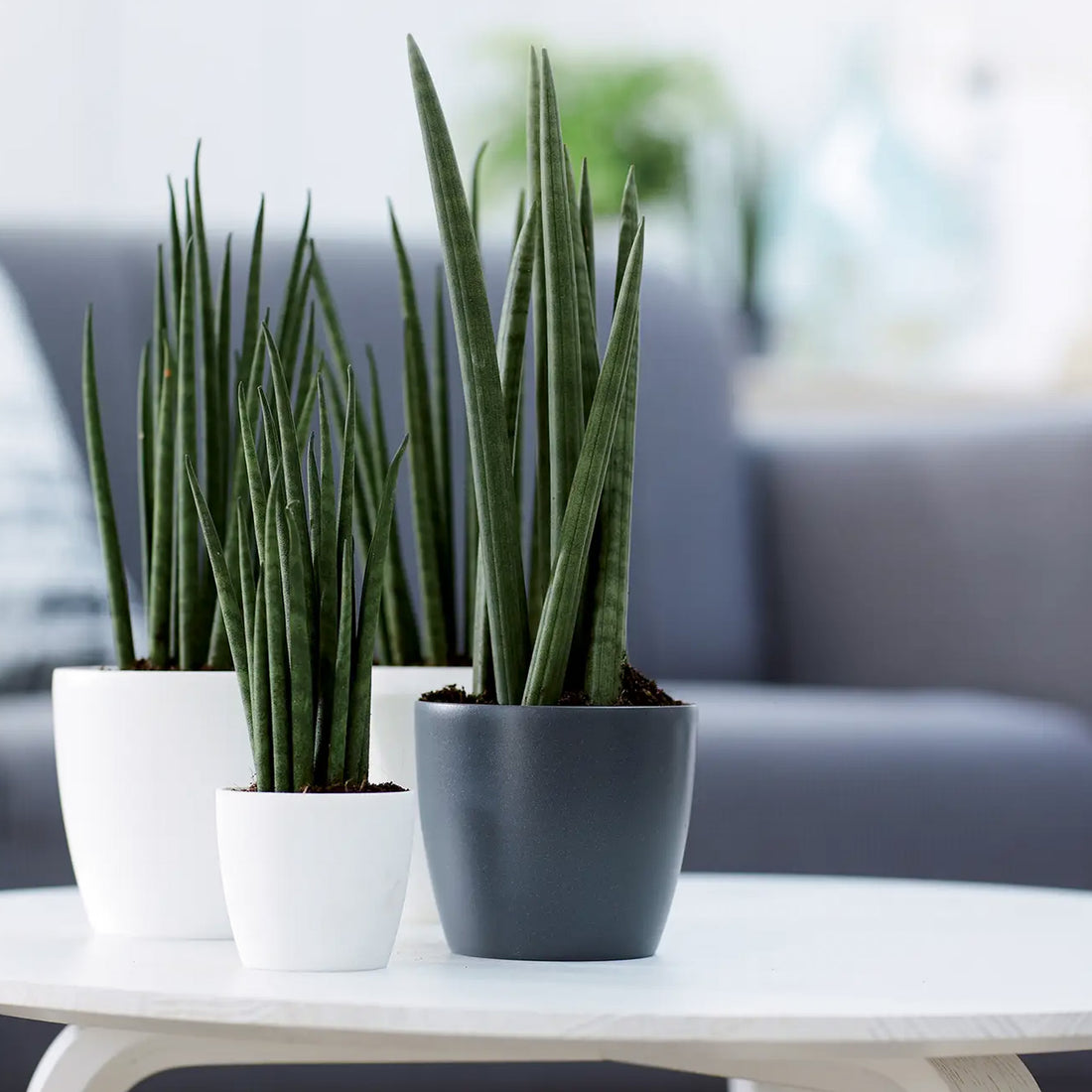 Elho Brussels Round Pot White | Indoor Plant Pot | Free UK Delivery ...