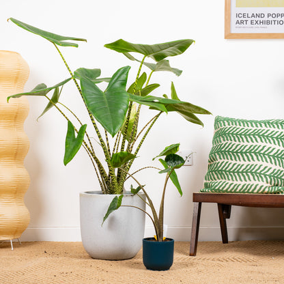 Alocasia Stingray Elephant Ear Indoor Plant In 14cm Pot - Exotic Air Purifying Eye Catching Foliage Ideal For Bathroom Kitchen Alocasia Stingray Elephant Ear Indoor Plant In 14cm Pot - Exotic Air Purifying Eye Catching Foliage Ideal For Bathroom Kitchen