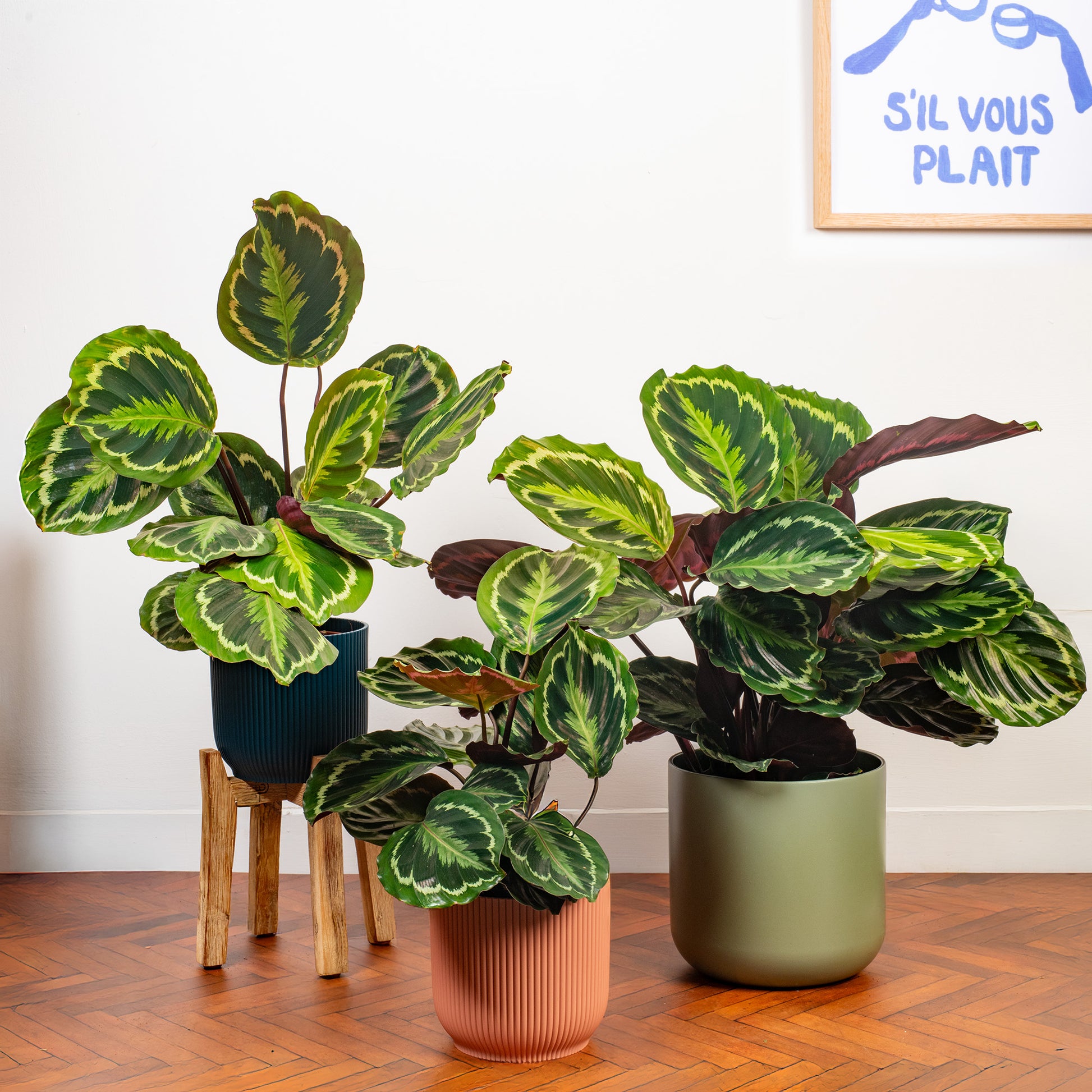 medallion prayer plant Calathea 'Medallion'