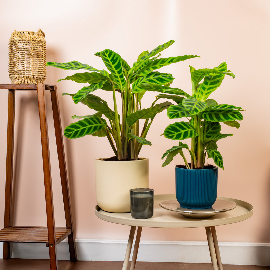 House Plants | Indoor Plants | Gardeners Dream