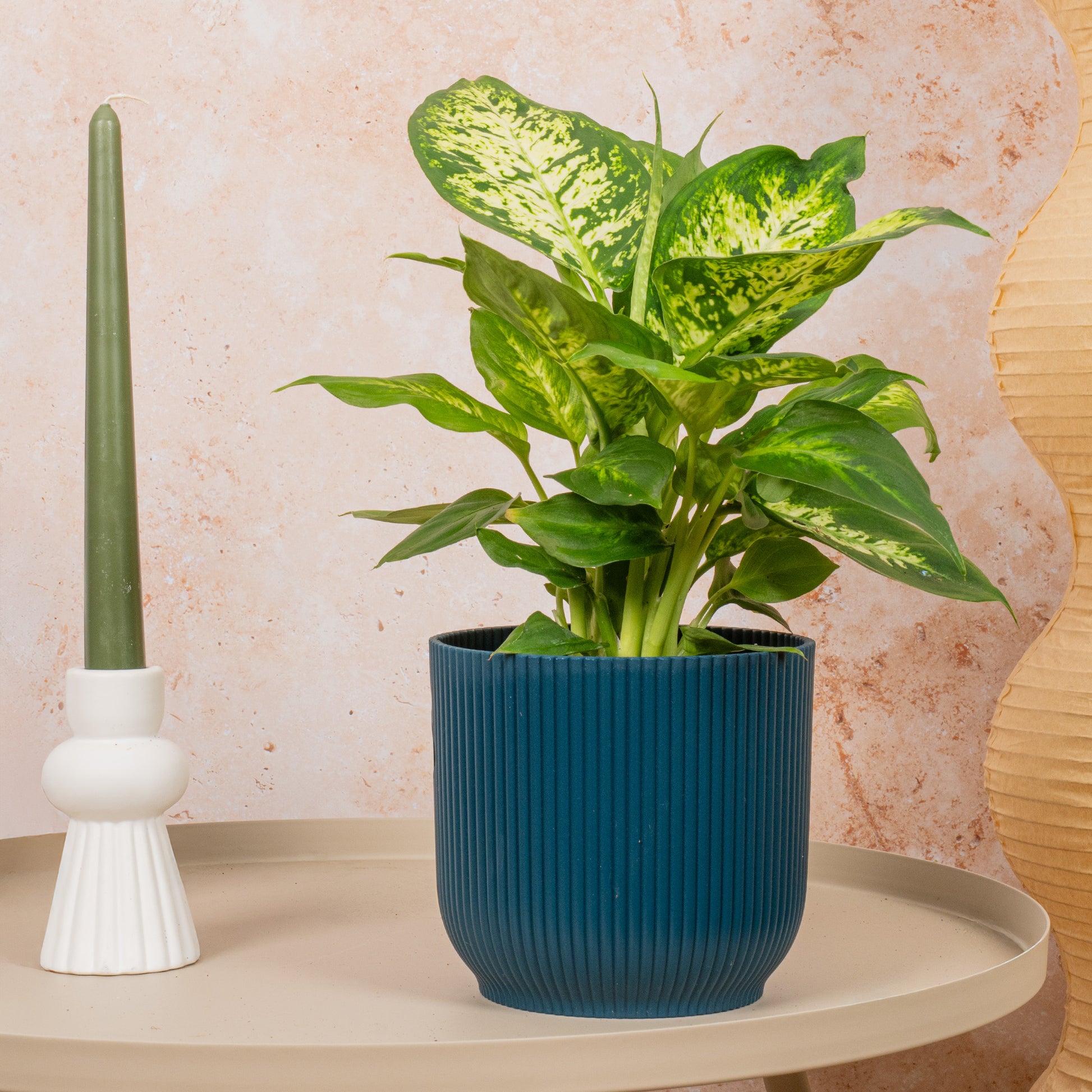 dieffenbachia camilla entretien Dieffenbachia 'Camilla'