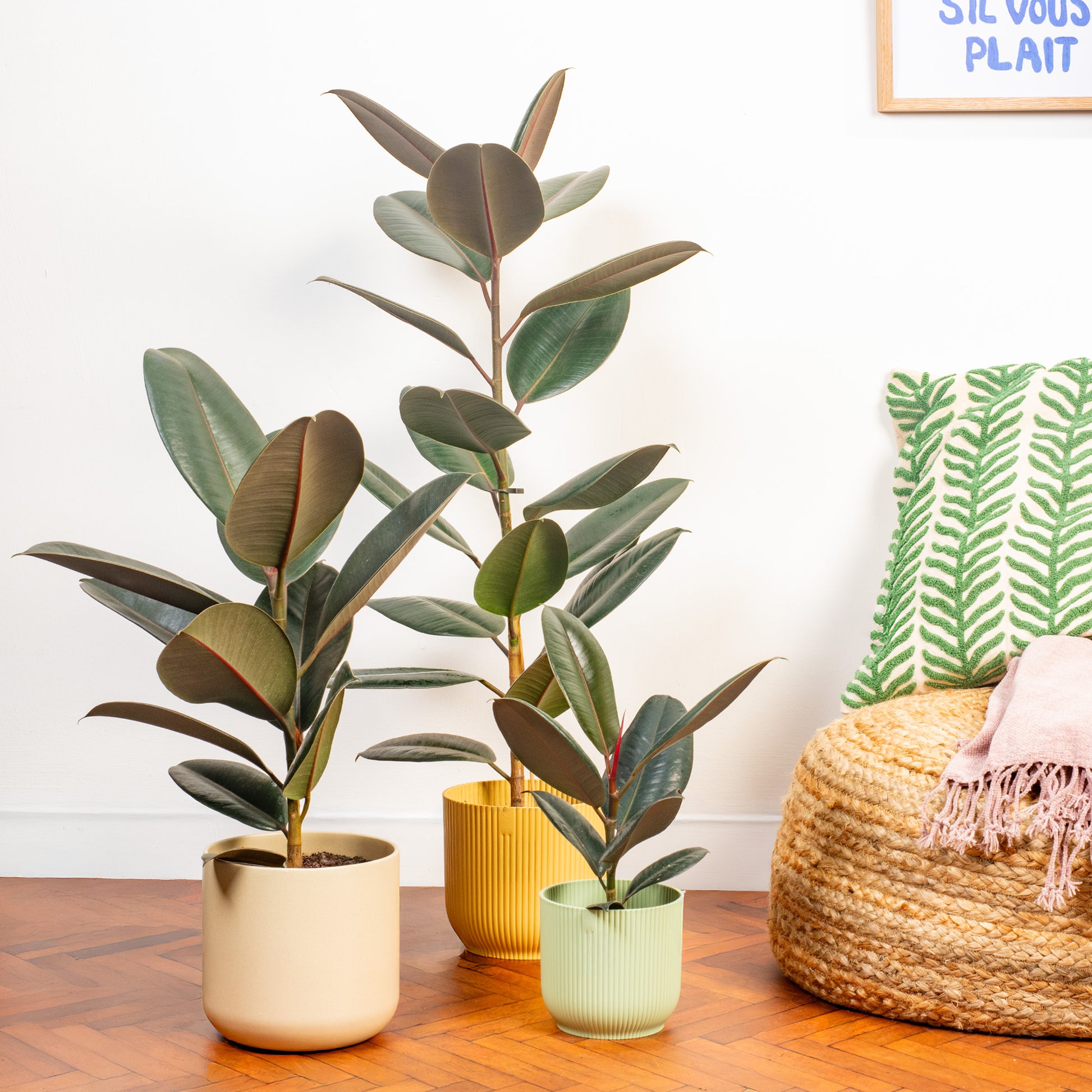 rubber tree abidjan Ficus 'Abidjan'