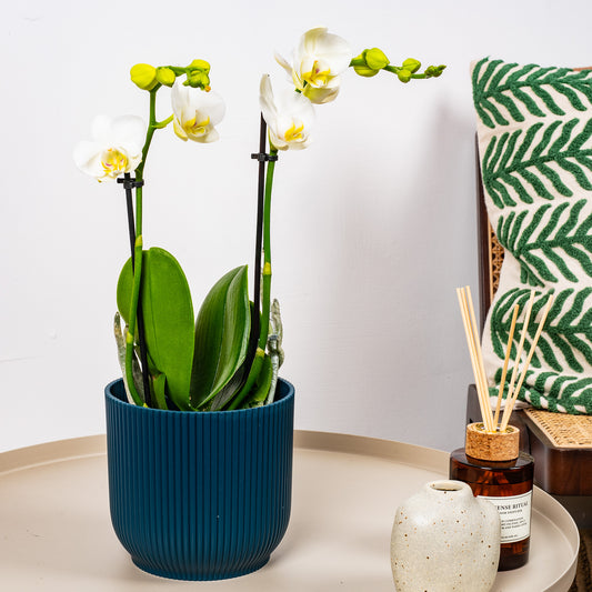 Orchid Phalaenopsis 'Kolibri Amabilis'