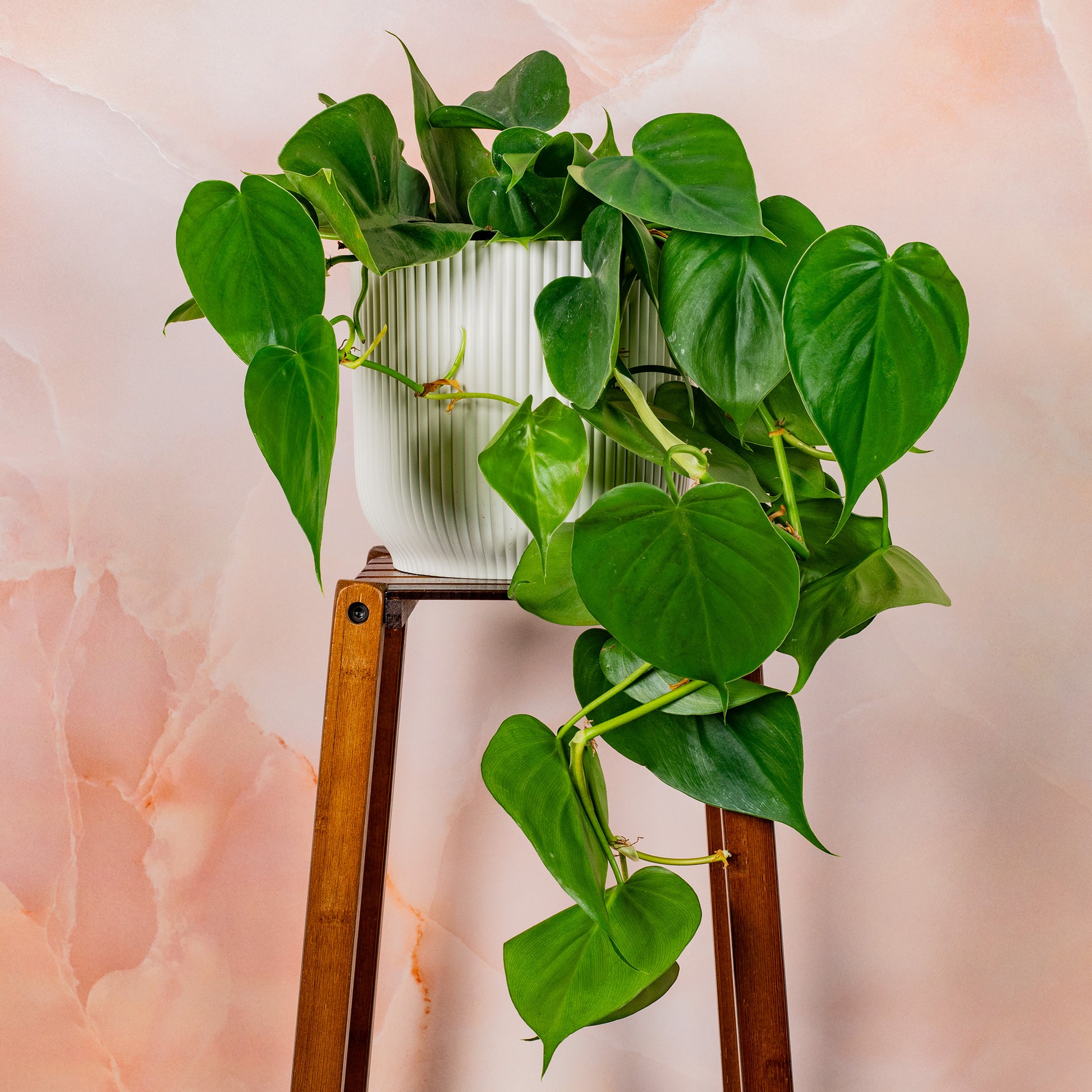heartleaf philodendron scandens Philodendron scandens