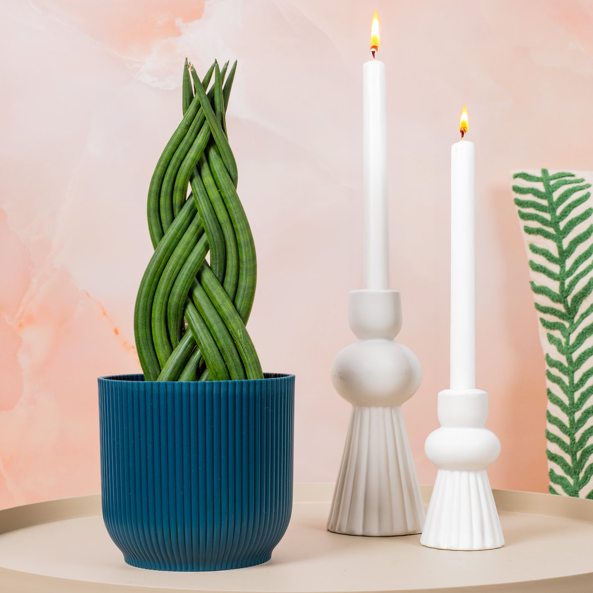 sansevieria twister plant Sansevieria 'Twister'