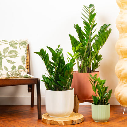 Zamioculcas zamiifolia | ZZ Plant – Gardeners Dream