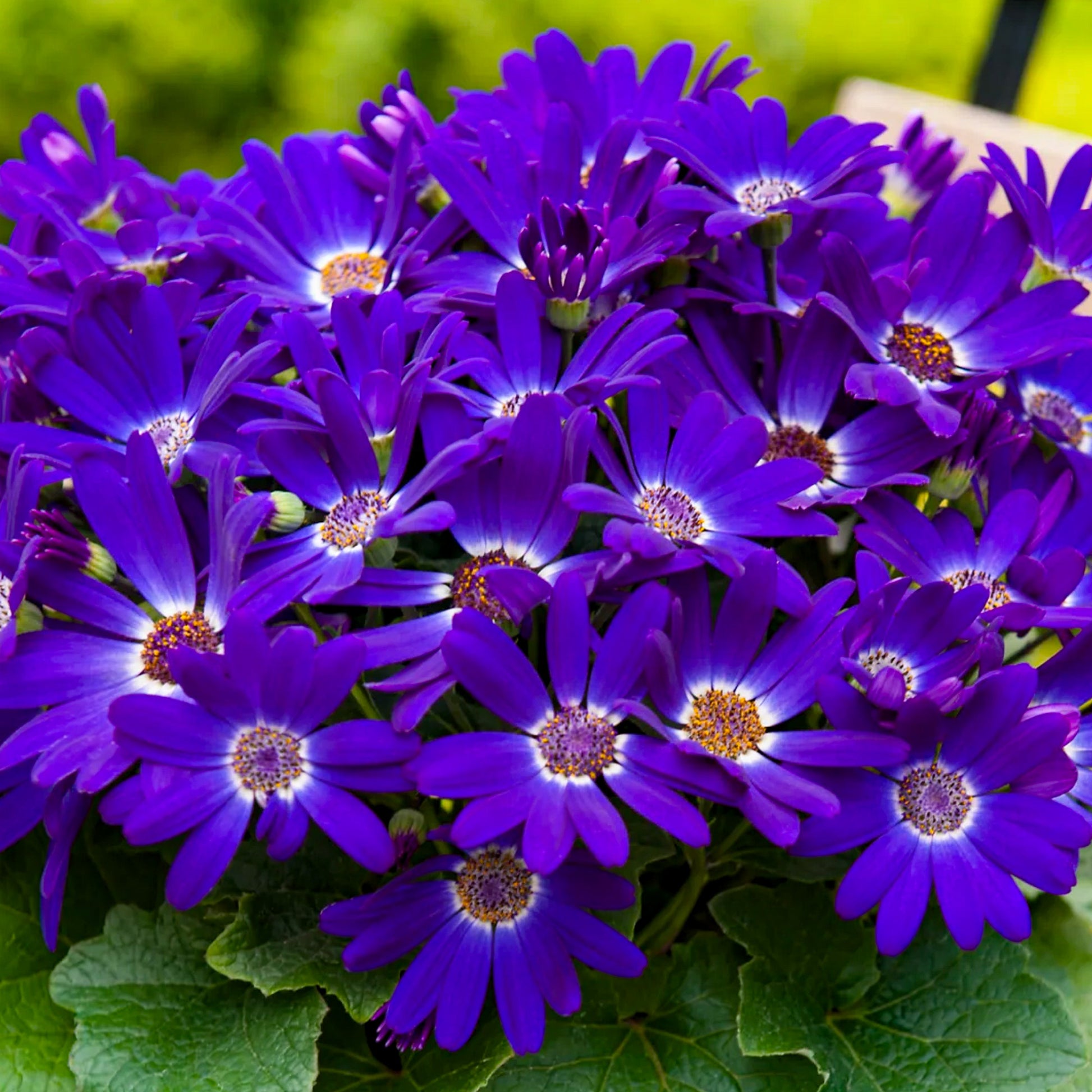 senetti plant seeds Senetti 'Violet'