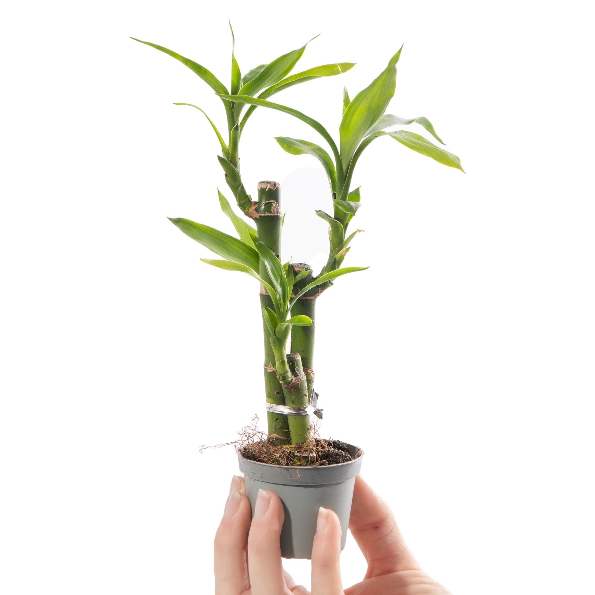 lucky bamboo dragon tree Baby Dracaena 'Lucky Bamboo'