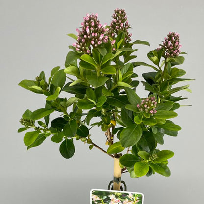 Escallonia 'Pink Elle' Patio Tree | Escallonia Tree – Gardeners Dream